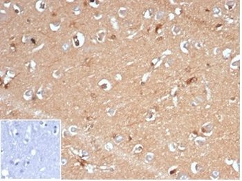 AKR1B1 Antibody / Aldose reductase