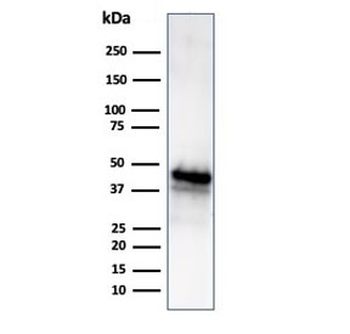 Glutamine Synthetase Antibody / GLUL