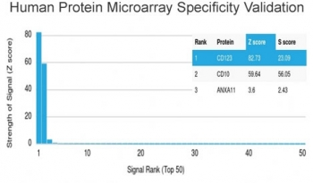 IL3RA Antibody / CD123