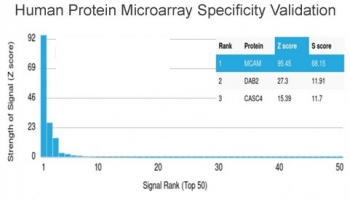 CD146 Antibody / MCAM / MUC18