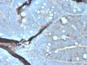 MerTK Antibody