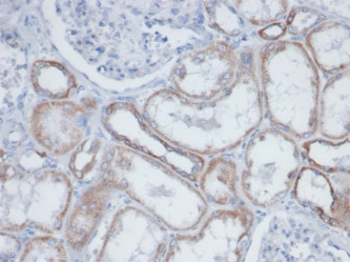 Biotin / Vitamin B7 / Vitamin H Antibody