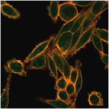 SMAD9 Antibody