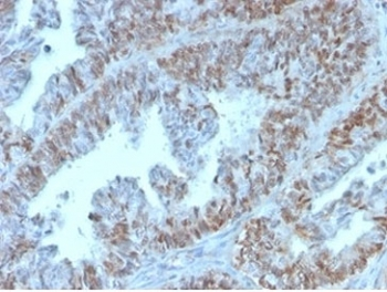 PAX2 Antibody