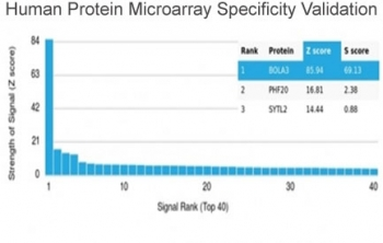 BOLA3 Antibody / BolA-like protein 3