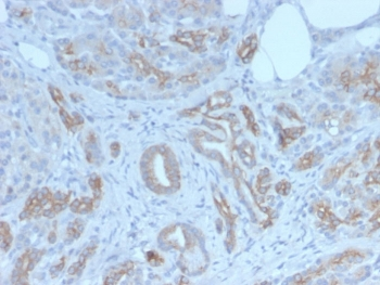 Golgi Antibody / GLG1