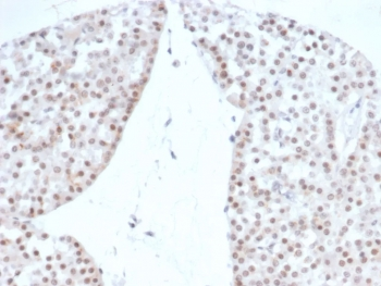 Steroidogenic Factor 1 Antibody / SF-1 / NR5A1