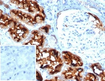 CD13 Antibody / ANPEP