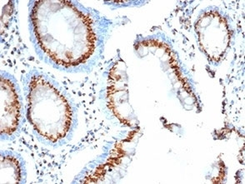 Golgi Antibody / GLG1