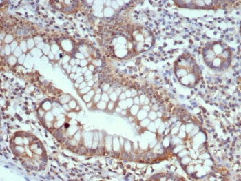 S100G Antibody / Calbindin D9K