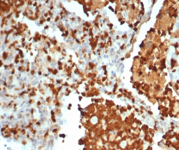 S100G Antibody / Calbindin D9K
