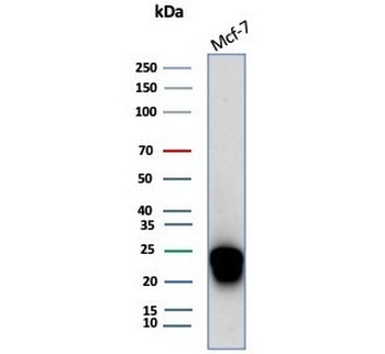 CD99 Antibody / MIC2