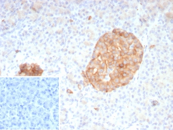 Synaptophysin Antibody