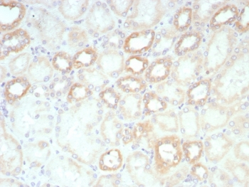 Biotin / Vitamin B7 / Vitamin H Antibody