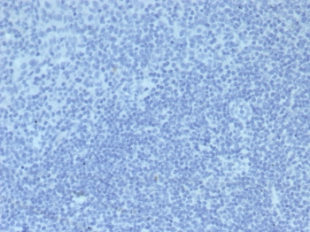 Mouse IgG2a Isotype Control Antibody