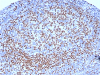 PAX5 Antibody