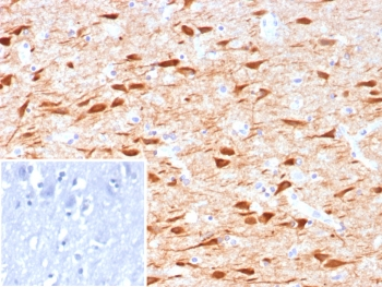 NECAB1 Antibody / N-terminal EF-hand calcium binding protein 1