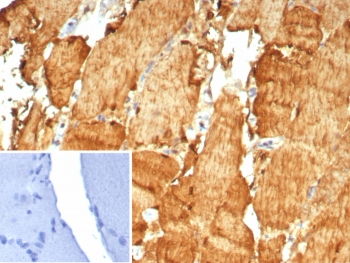 CA3 Antibody / Carbonic Anhydrase III
