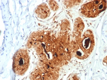 GCDFP-15 Antibody / PIP / Prolactin-Induced Protein