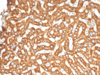 EPHB4 Antibody / EPH Receptor B4