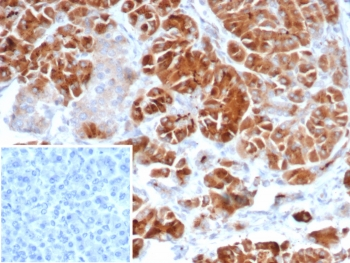 IL22RA2 Antibody