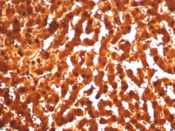 ARG1 Antibody / Arginase 1