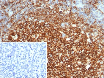 CD73 Antibody