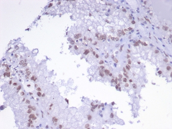 AP2 alpha Antibody / TFAP2A / Activator protein 2