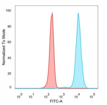 ZSCAN12 Antibody
