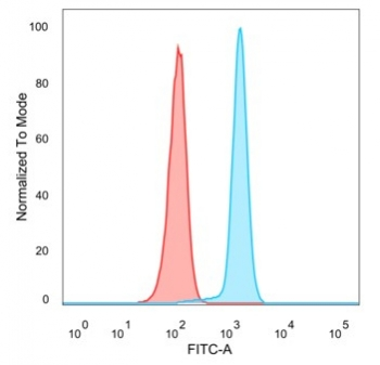 CDC5L Antibody