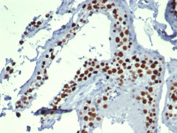 MCM3 Antibody