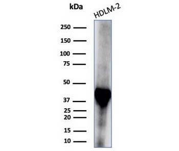 STING1 Antibody / TMEM173 / ERIS / MITA