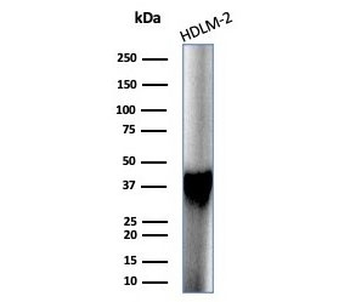 STING1 Antibody / TMEM173 / ERIS / MITA