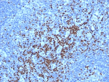 TCF7 Antibody / Transcription Factor 7