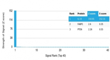 IL15 Antibody