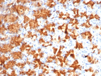 IL-2 Antibody