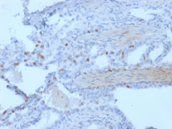 PCGF3 Antibody