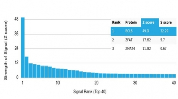 Bcl6 Antibody