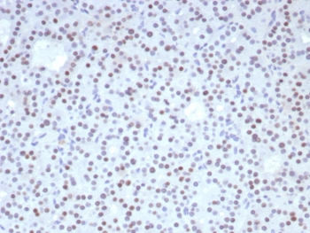 FOXL2 Antibody