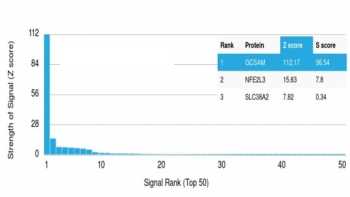 HGAL Antibody / GCSAM / GCET2