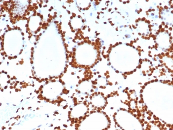 FEV Antibody / PET-1 / PC12 ETS factor 1