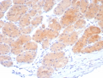 Beta-Parvin Antibody