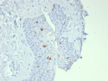 Langerin Antibody / CD207