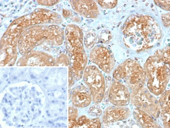 MX1 Antibody / MxA / Myxovirus resistance protein 1