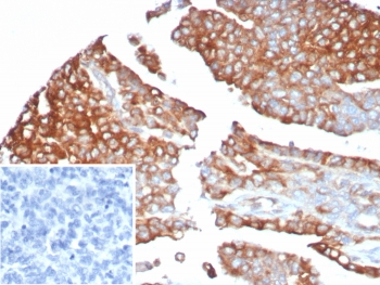 MX1 Antibody / MxA / Myxovirus resistance protein 1