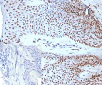SOX18 Antibody
