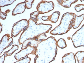 CD40 Antibody