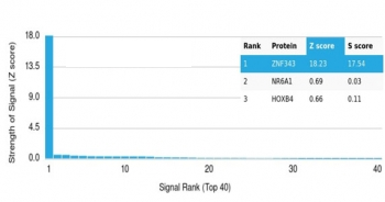 ZNF343 Antibody