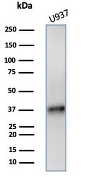 LAMP5 Antibody / Lysosome-Associated Membrane Glycoprotein 5
