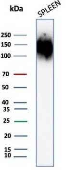CD45 Antibody (Leukocyte marker)